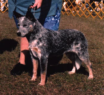CH Briarmoor's Delta Blue -- Dallas
